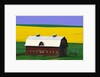 Rape Field and Barn by Anonymous