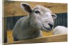 Sheep Poking Head Through Fence by Anonymous