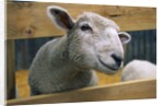 Sheep Poking Head Through Fence by Corbis