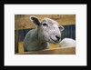 Sheep Poking Head Through Fence by Anonymous
