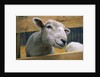 Sheep Poking Head Through Fence by Corbis