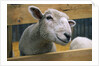 Sheep Poking Head Through Fence by Corbis