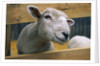 Sheep Poking Head Through Fence by Corbis