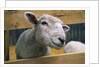 Sheep Poking Head Through Fence by Corbis