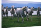 Arabian Horses Walking in Pasture by Anonymous