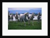 Arabian Horses Walking in Pasture by Anonymous