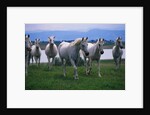Arabian Horses Walking in Pasture by Anonymous