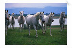 Arabian Horses Walking in Pasture by Anonymous