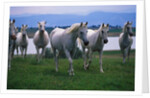 Arabian Horses Walking in Pasture by Anonymous
