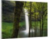 Waterfall Behind Trees by Anonymous
