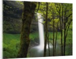 Waterfall Behind Trees by Anonymous