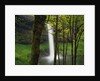 Waterfall Behind Trees by Anonymous