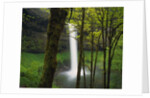 Waterfall Behind Trees by Anonymous