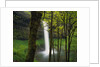 Waterfall Behind Trees by Anonymous