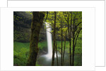 Waterfall Behind Trees by Anonymous