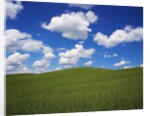 Field of Green under Scattered Clouds by Anonymous