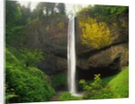 Latourell Falls by Anonymous