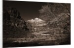 Mountains and Tree from Valley Floor by Anonymous