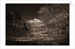 Mountains and Tree from Valley Floor by Anonymous