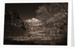 Mountains and Tree from Valley Floor by Anonymous