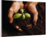 Hands Holding a Seedling and Soil by Anonymous