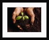 Hands Holding a Seedling and Soil by Anonymous