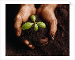Hands Holding a Seedling and Soil by Anonymous