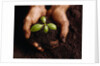 Hands Holding a Seedling and Soil by Anonymous