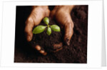 Hands Holding a Seedling and Soil by Anonymous