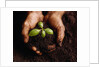Hands Holding a Seedling and Soil by Anonymous