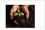 Hands Holding a Seedling and Soil by Anonymous