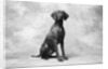 Sitting Dog by Anonymous