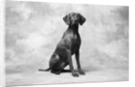 Sitting Dog by Anonymous