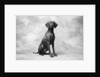 Sitting Dog by Anonymous
