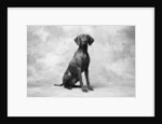 Sitting Dog by Anonymous
