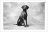 Sitting Dog by Anonymous