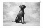 Sitting Dog by Anonymous