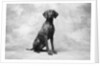 Sitting Dog by Anonymous