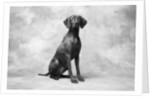 Sitting Dog by Anonymous
