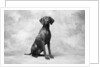 Sitting Dog by Anonymous