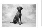 Sitting Dog by Anonymous