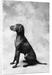Sitting Dog by Anonymous