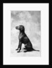 Sitting Dog by Anonymous