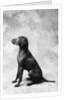 Sitting Dog by Anonymous