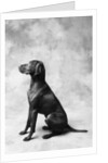 Sitting Dog by Anonymous