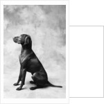 Sitting Dog by Anonymous