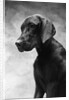Solemn Dog by Anonymous