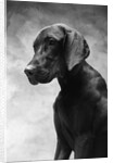 Solemn Dog by Anonymous