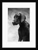 Solemn Dog by Anonymous