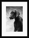 Solemn Dog by Anonymous